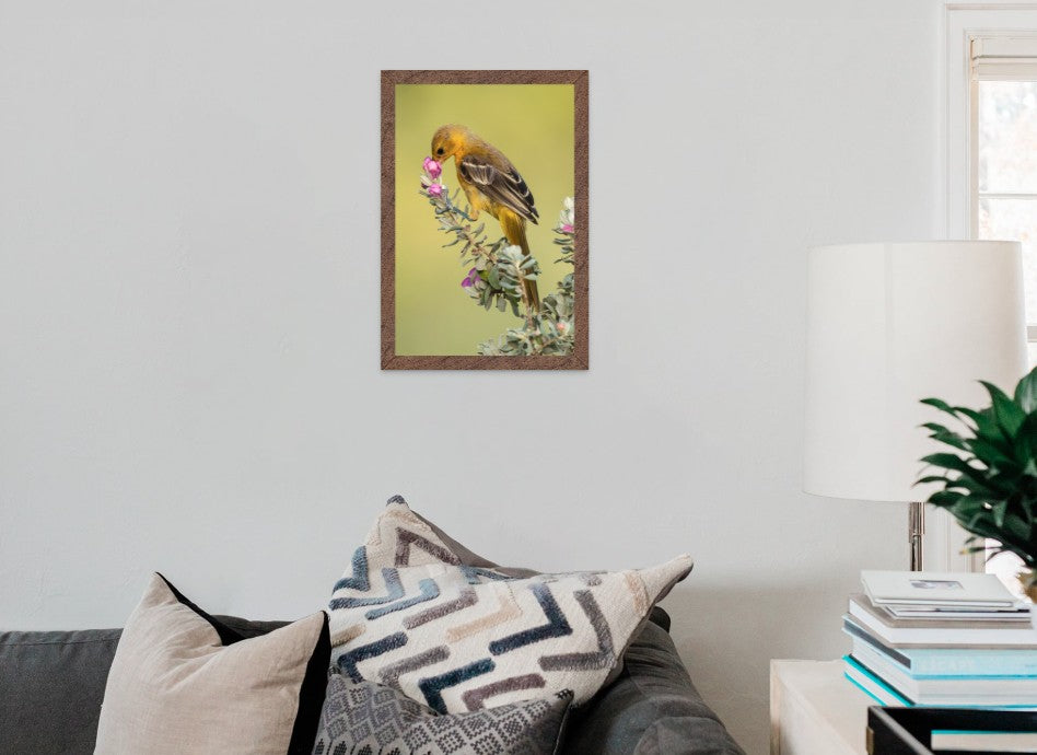 Female Oriole