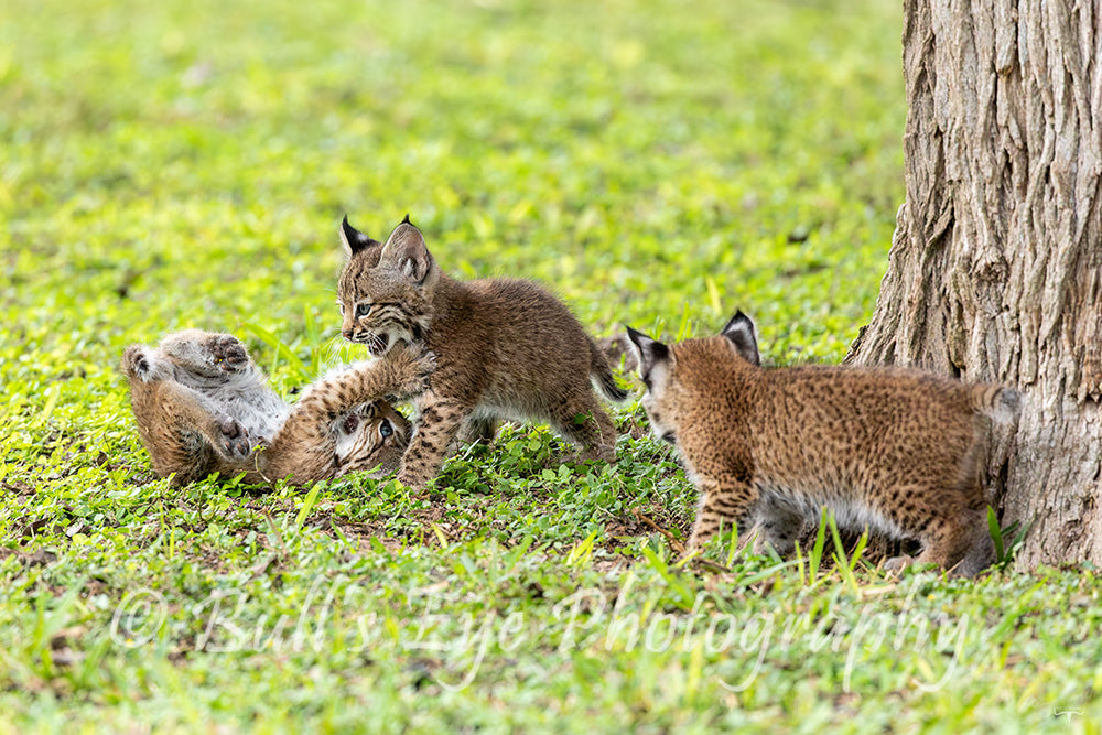 The Playful Bobcat Kittens