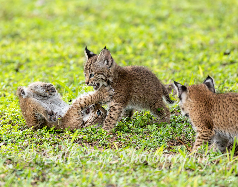 The Playful Bobcat Kittens