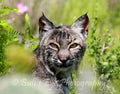 The Bobcat