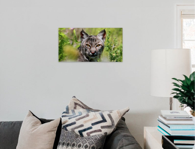 The Bobcat