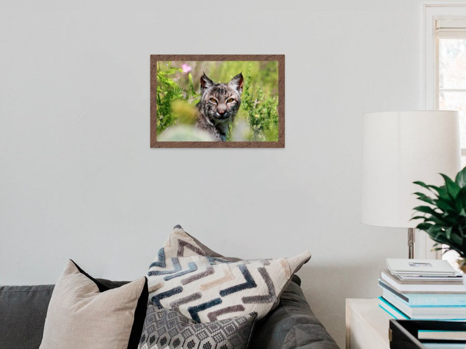 The Bobcat