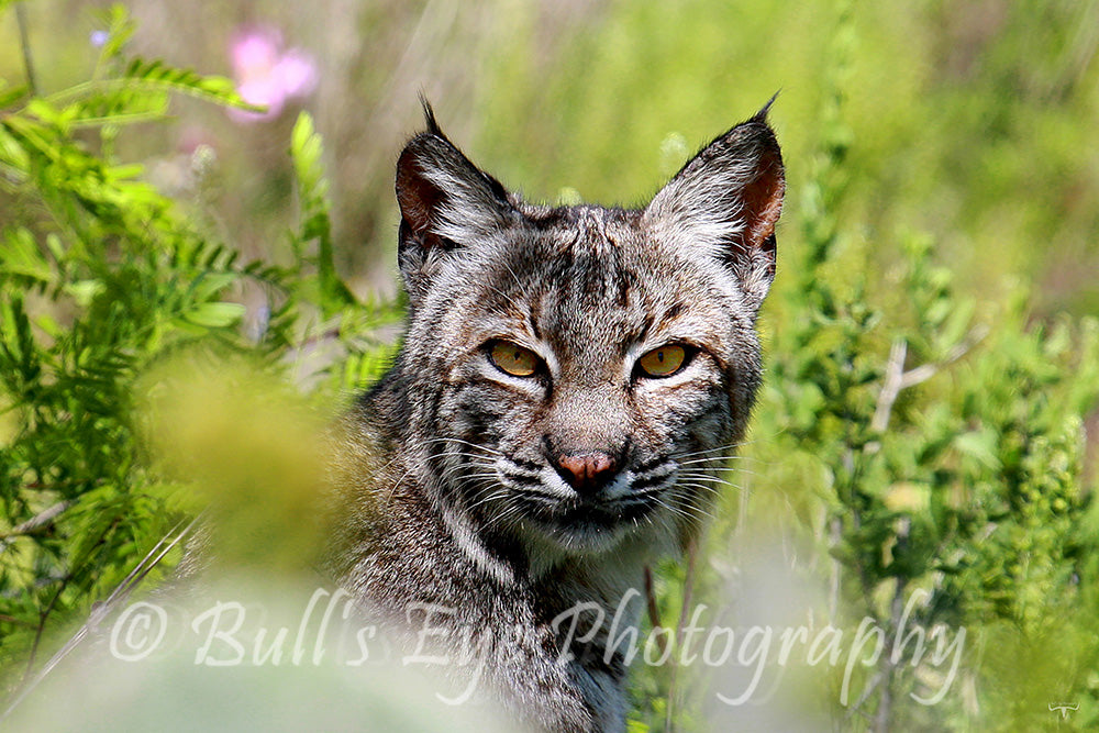 The Bobcat