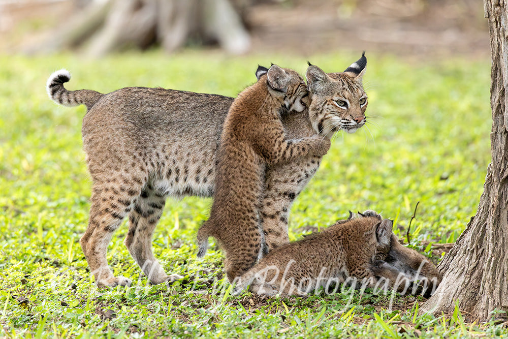 Motherly - Love