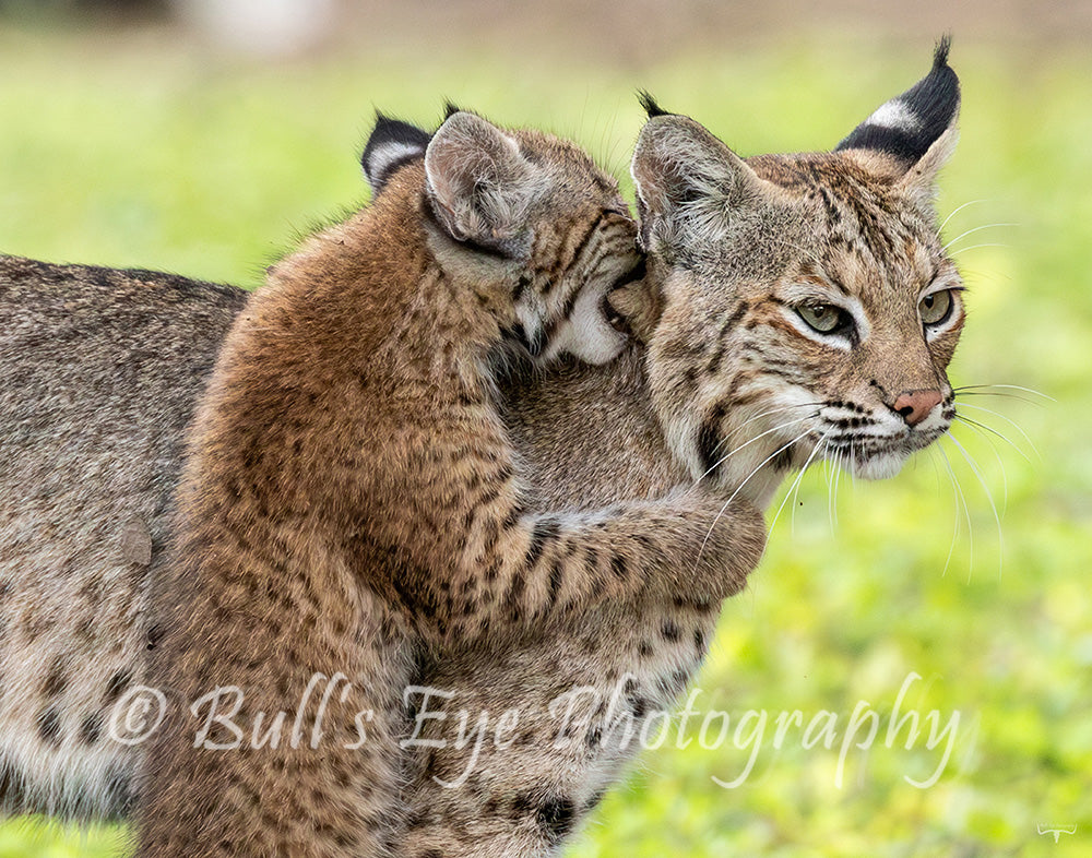 Motherly - Love