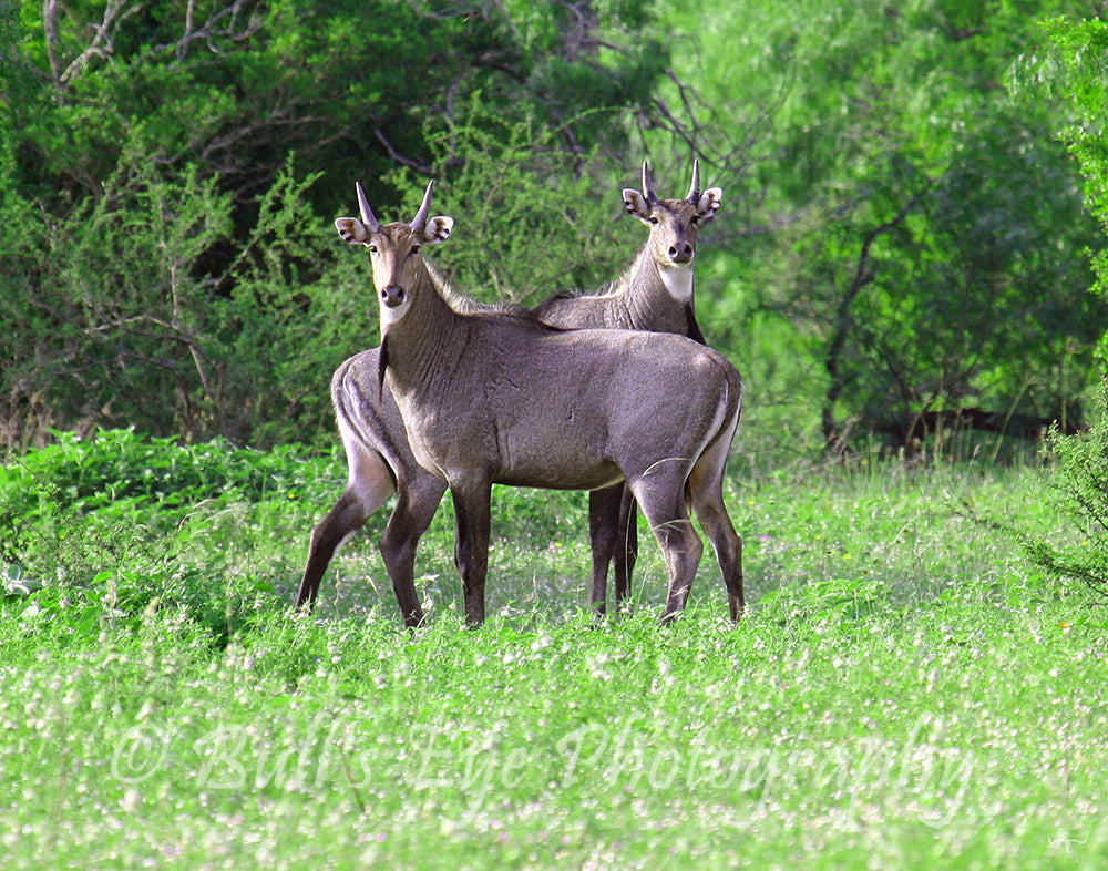 Nilgai Bulls Standing Tall