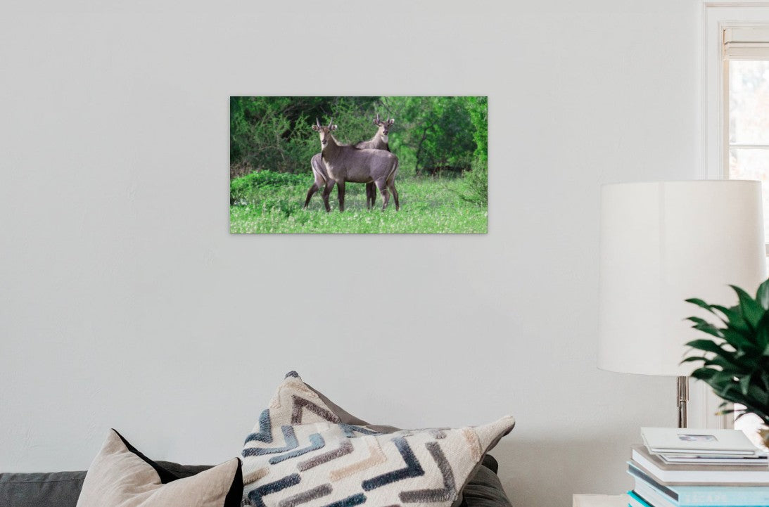 Nilgai Bulls Standing Tall