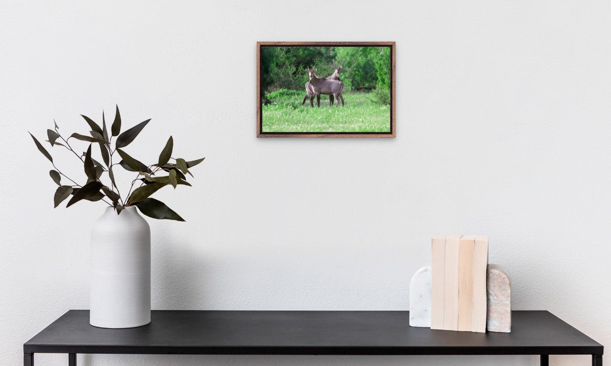 Nilgai Bulls Standing Tall
