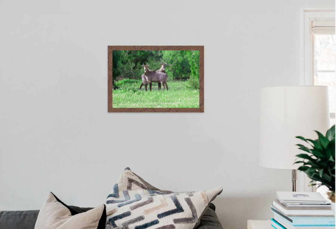 Nilgai Bulls Standing Tall
