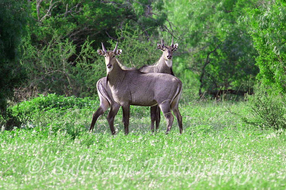 Nilgai Bulls Standing Tall
