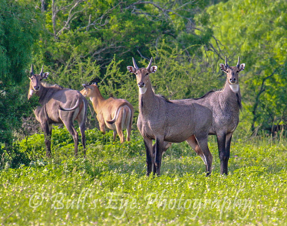 Nilgai Bulls