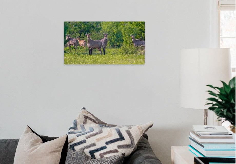 Nilgai Bulls