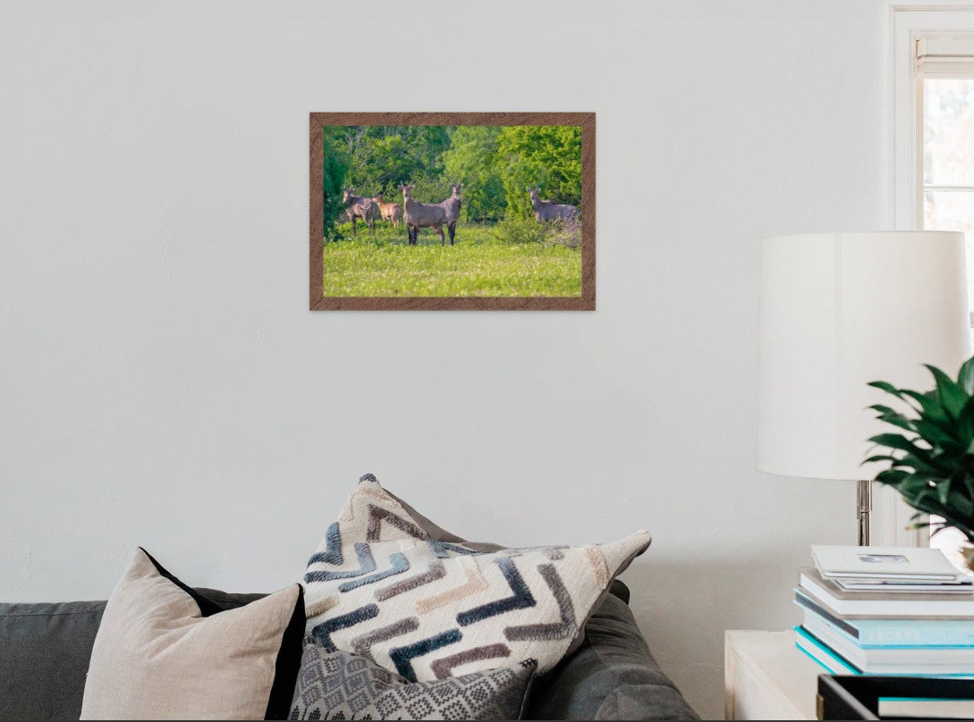 Nilgai Bulls