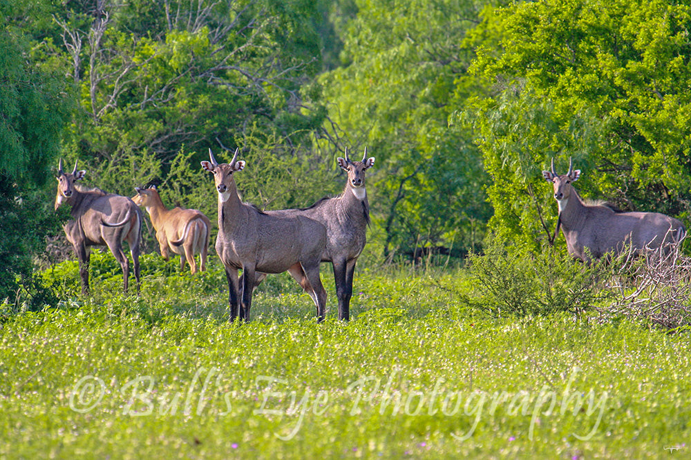 Nilgai Bulls