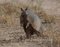 Texas Armadillo