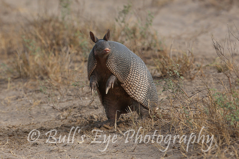Texas Armadillo