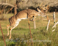 Whitetail Buck Jumps Fence
