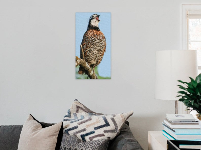 Bobwhite Quail