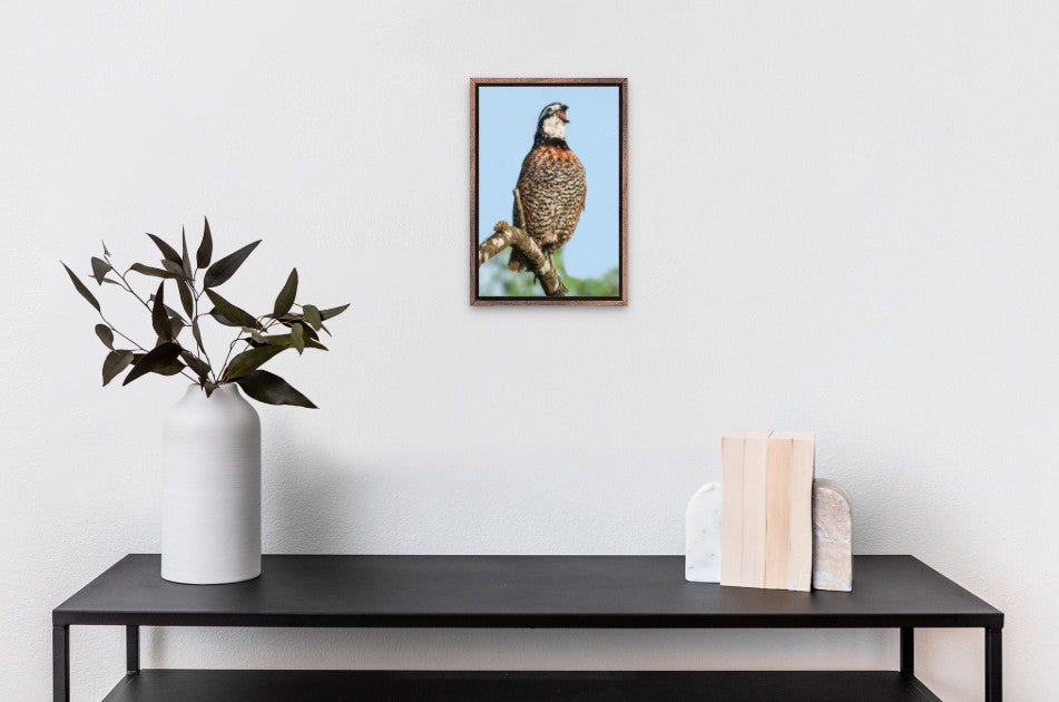 Bobwhite Quail