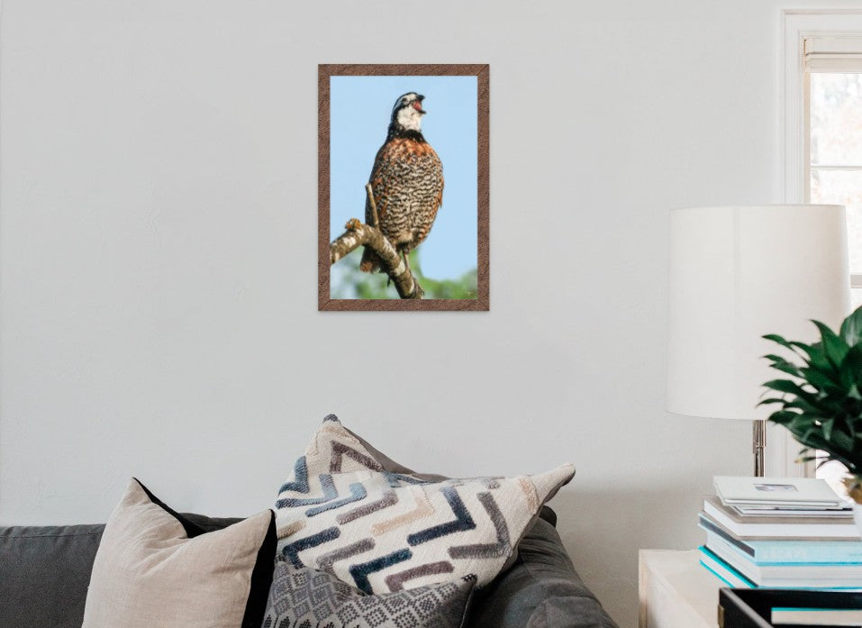Bobwhite Quail