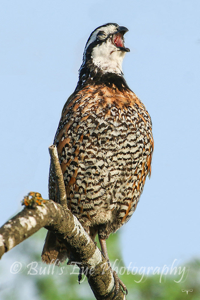 Bobwhite Quail
