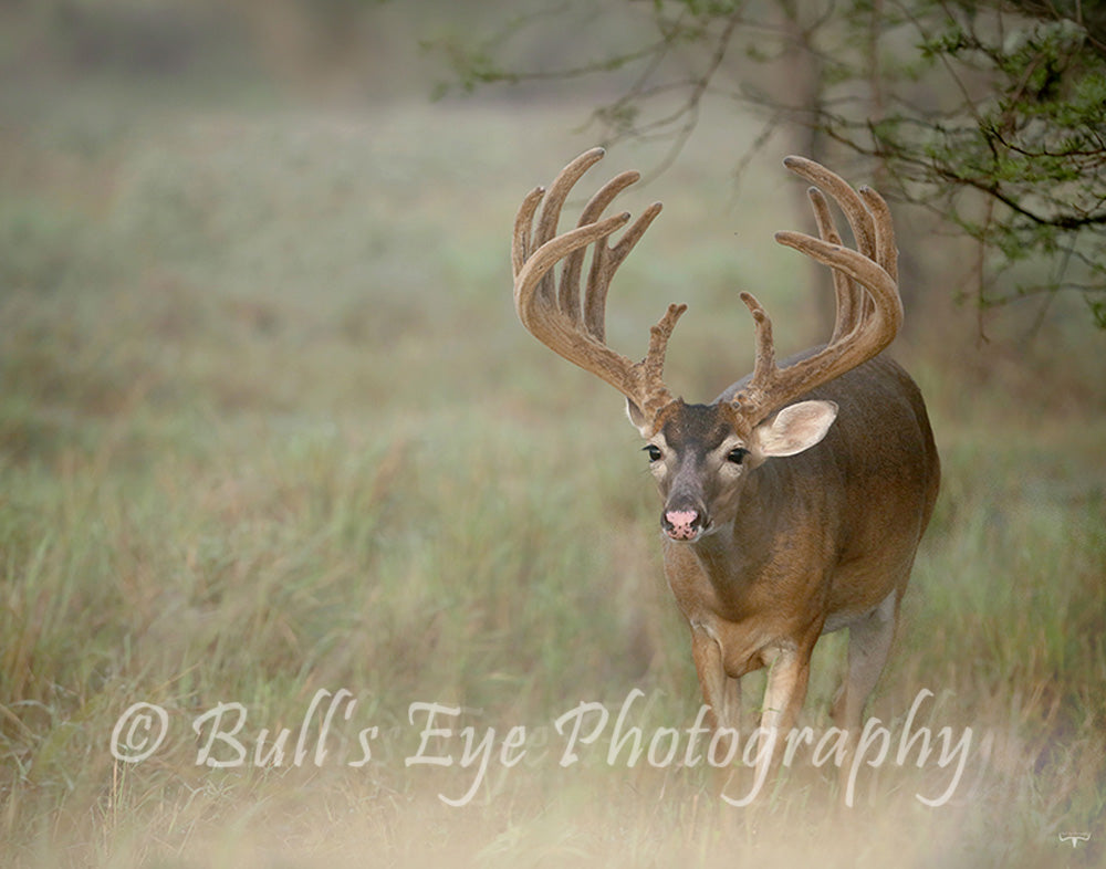 "Foggy Morning"