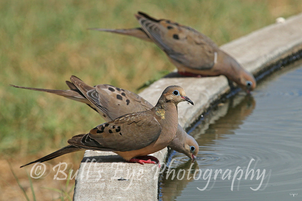 Mourning Doves Stop for a Drink