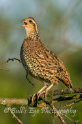 The Bobwhite Quail (Female)