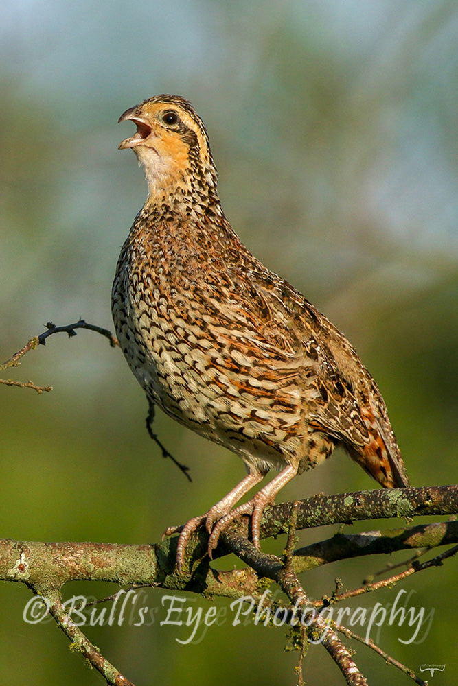The Bobwhite Quail (Female)