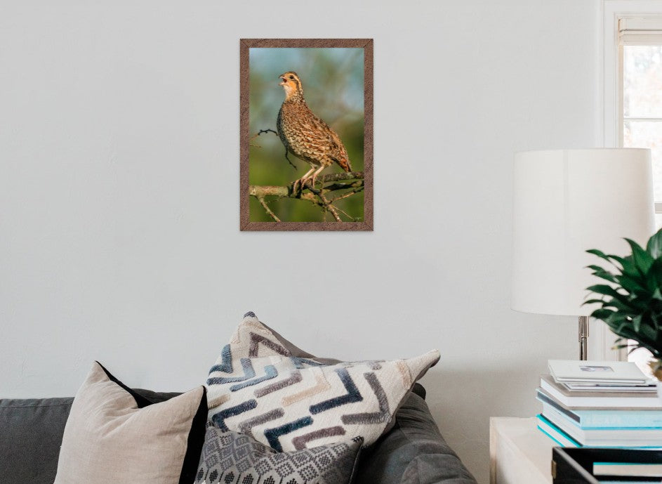 The Bobwhite Quail (Female)