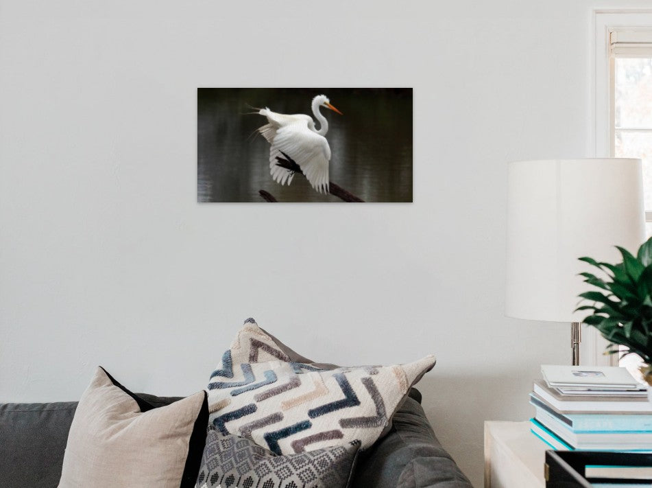 The Great Egret