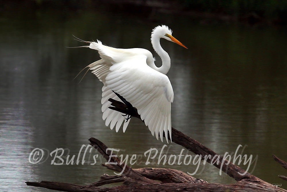 The Great Egret