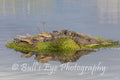 Sunbathing Gators