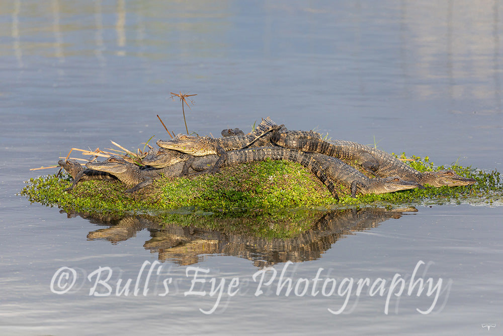 Sunbathing Gators