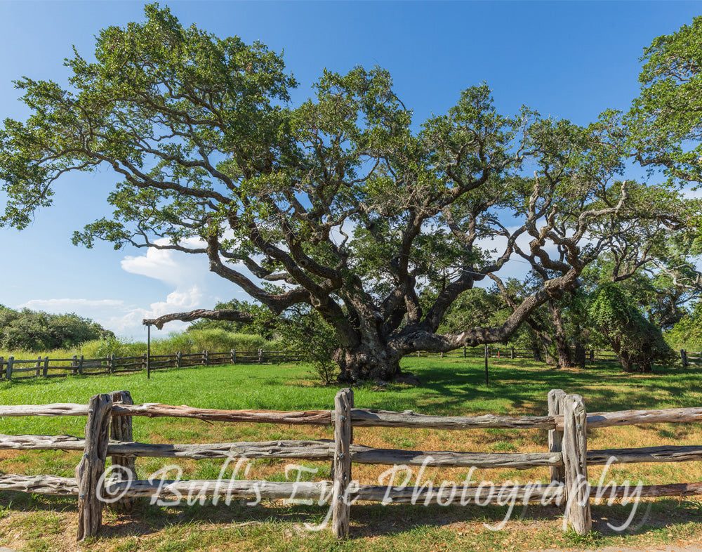 "The Big Tree"