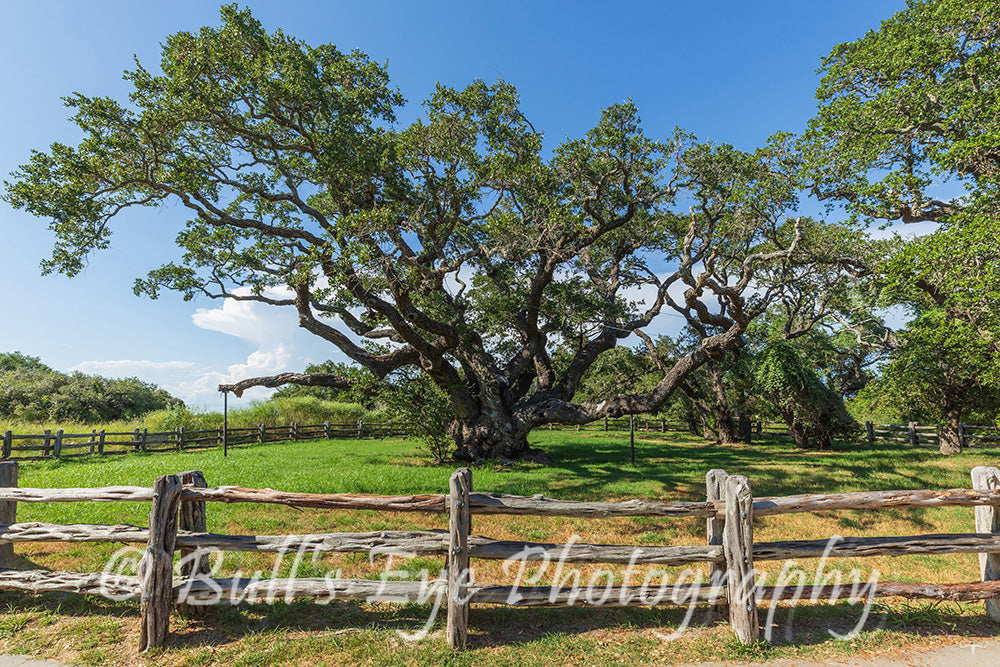 "The Big Tree"