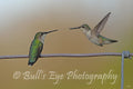 Two Hummingbirds Playing Around