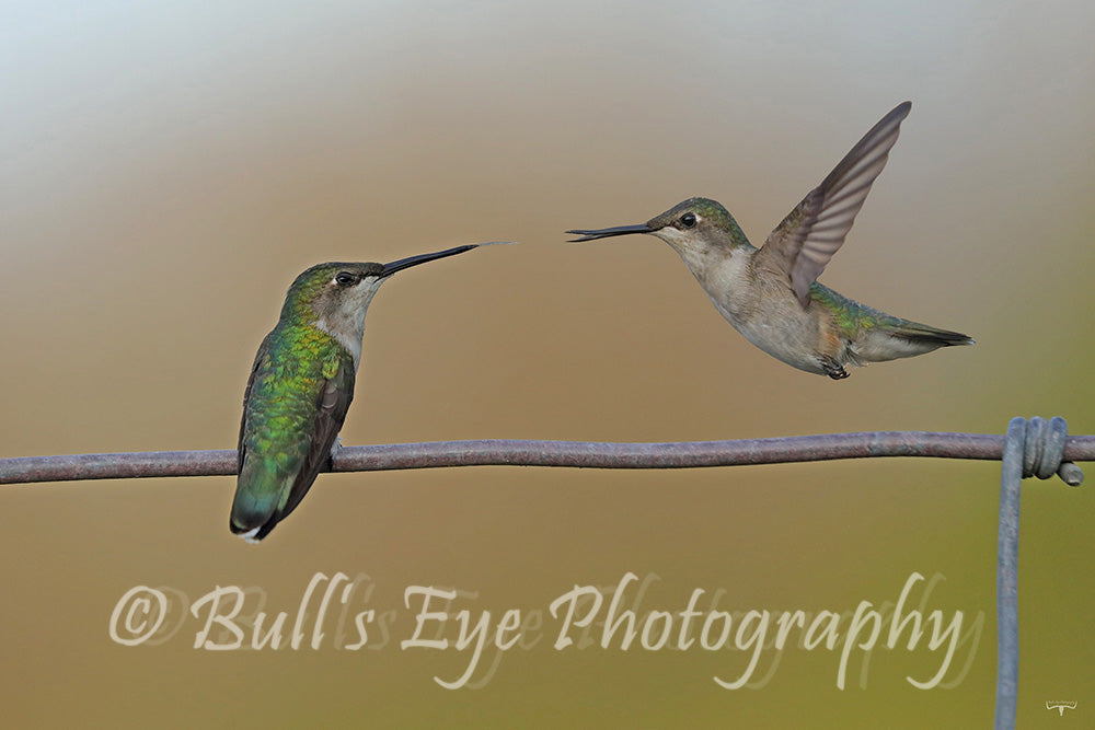 Two Hummingbirds Playing Around