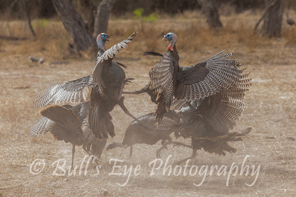 Turkey Fight!