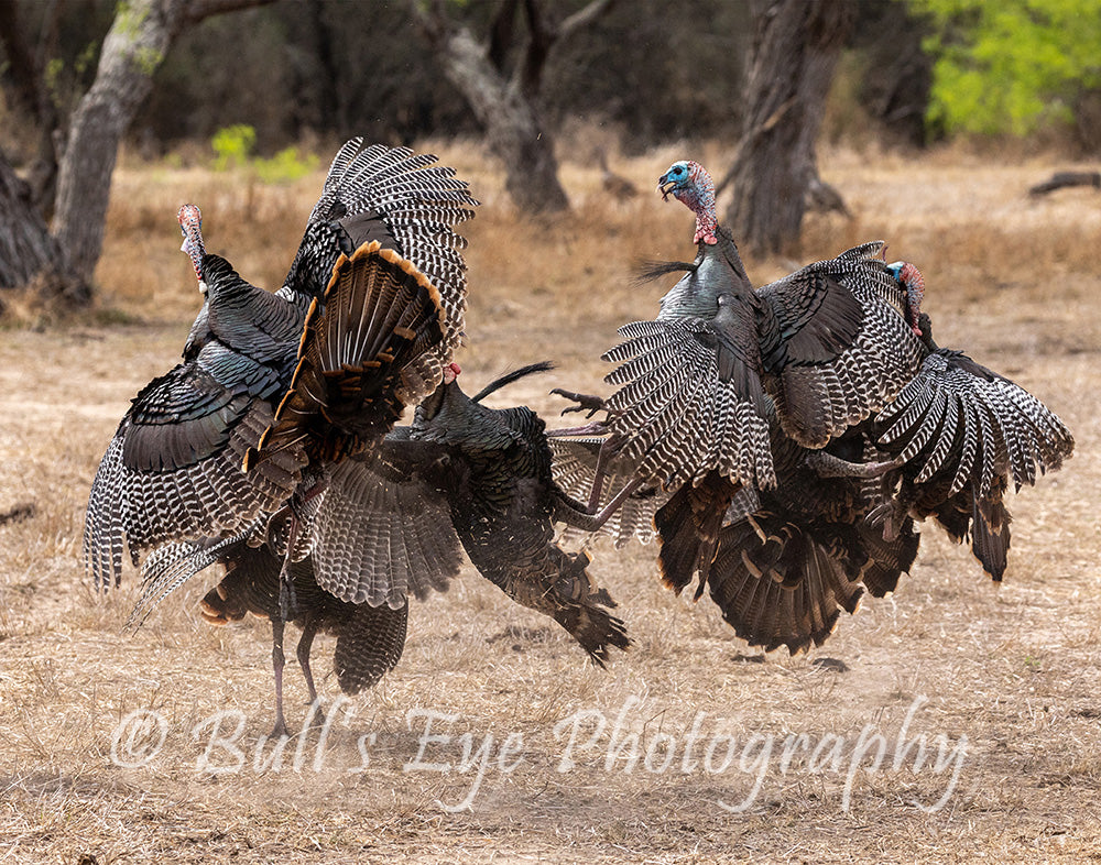 The Turkey Fight!