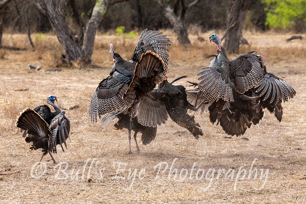The Turkey Fight!