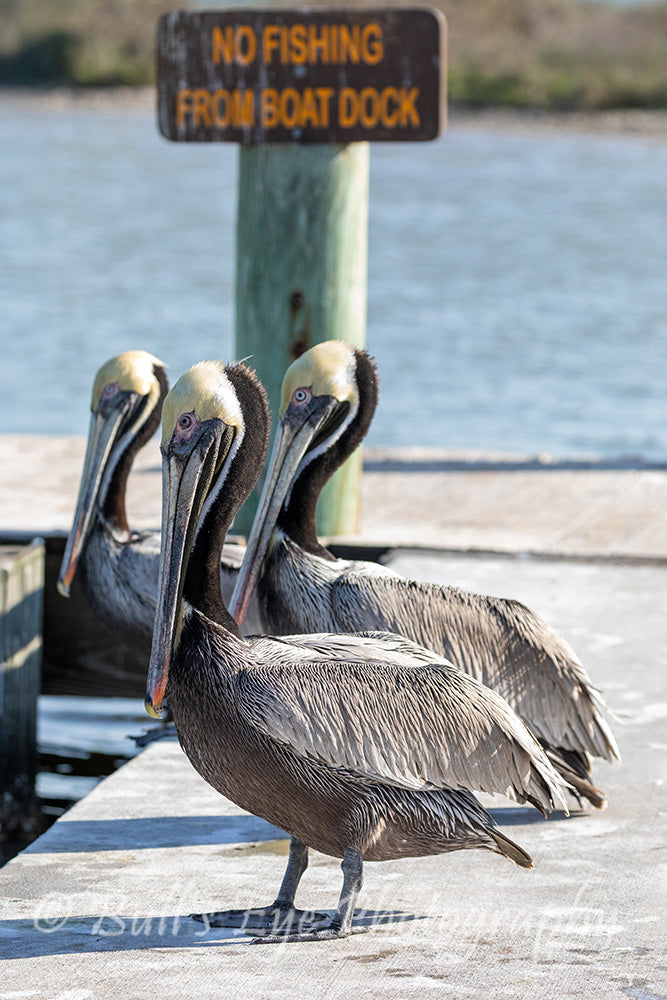 Waiting for Fishermen to Clean their Fish!