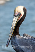 The Brown Pelican Portrait