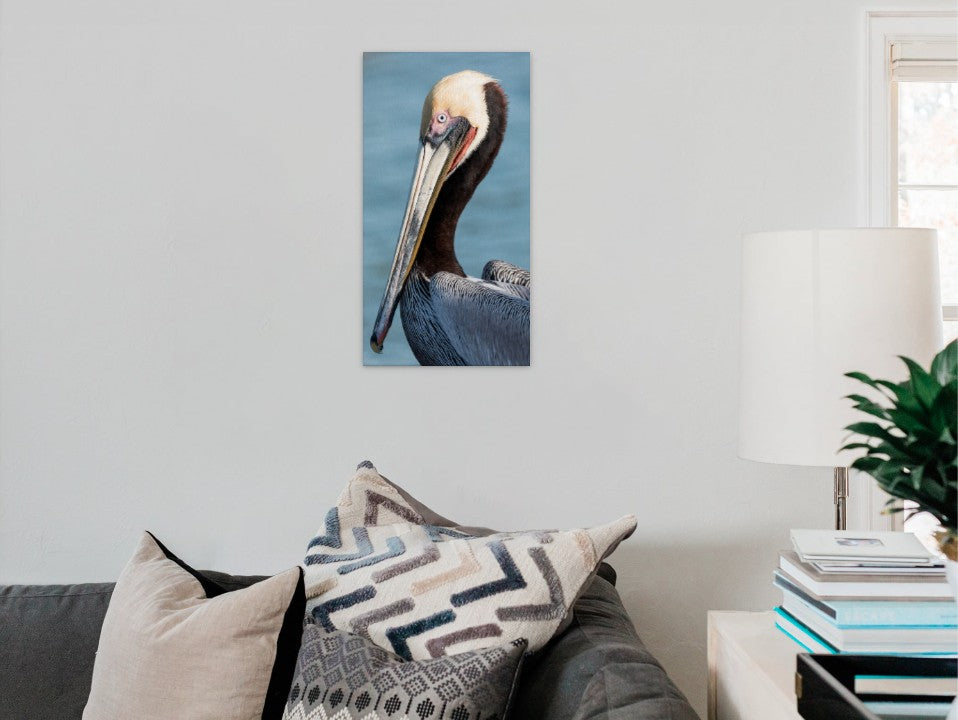 The Brown Pelican Portrait