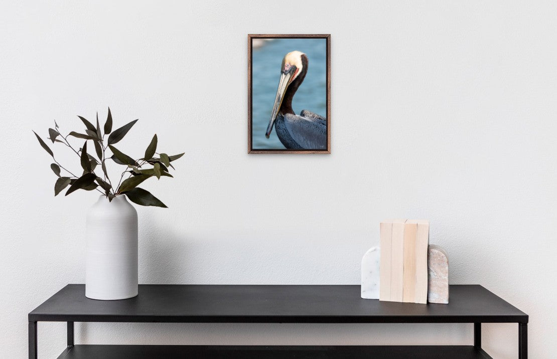 The Brown Pelican Portrait