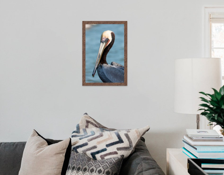The Brown Pelican Portrait