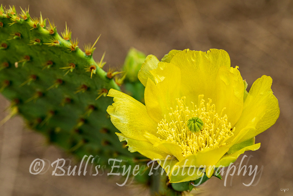 Beautiful Cactus Flower
