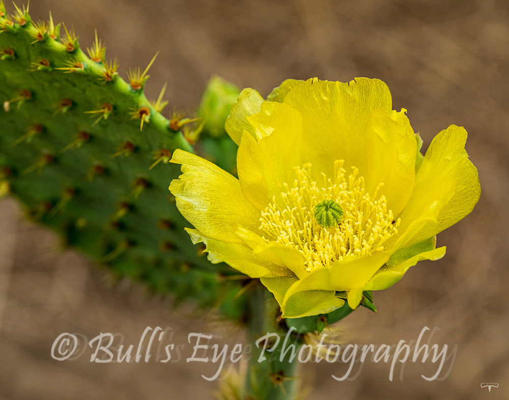 Beautiful Cactus Flower