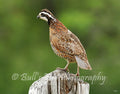 Bobwhite Quail on Cedar Post