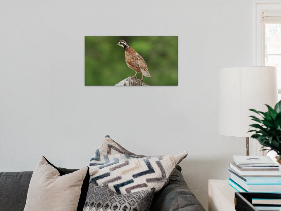 Bobwhite Quail on Cedar Post